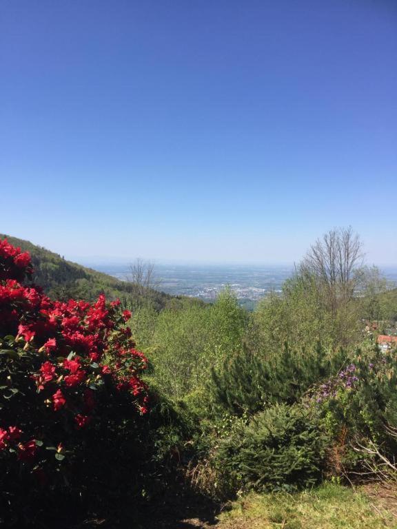 Apartamento View From The Rock Sasbachwalden Exterior foto